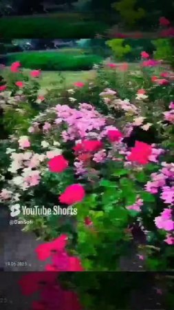 VID_20250619065916