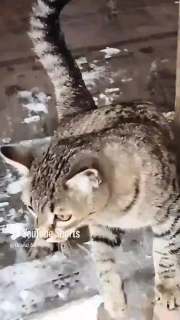 Самка картофеля, кто это!?😁😻 Или, о грамотности , на современный лад!🤣 Юмор с животными