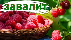 Даже слабая малина даст ведро ягод! Годовой план ухода, который работает на 100%