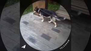 Защита от комаров Terrashild doTERRA