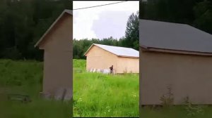 Я ОСТАЛАСЬ ОДНА. ОБЗОР СТРОЙКИ.ПОМОГИТЕ МНЕ ПЕРЕЕХАТЬ С ЖИВОТНЫМИ. НА СВОЮ ЗЕМЛЮ.