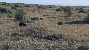 ОСТОРОЖНО! МЕДВЕДИ!
