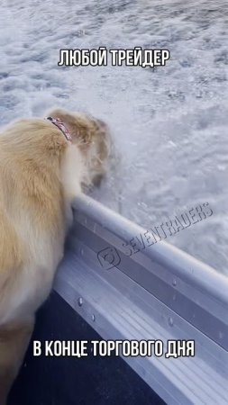Любой трейдер в конце торгового дня