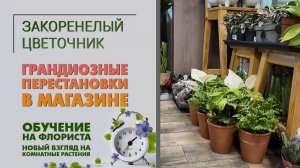 Грандиозные ПЕРЕСТАНОВКИ В МАГАЗИНЕ. Обучение на флориста и новый взгляд на комнатные растения.