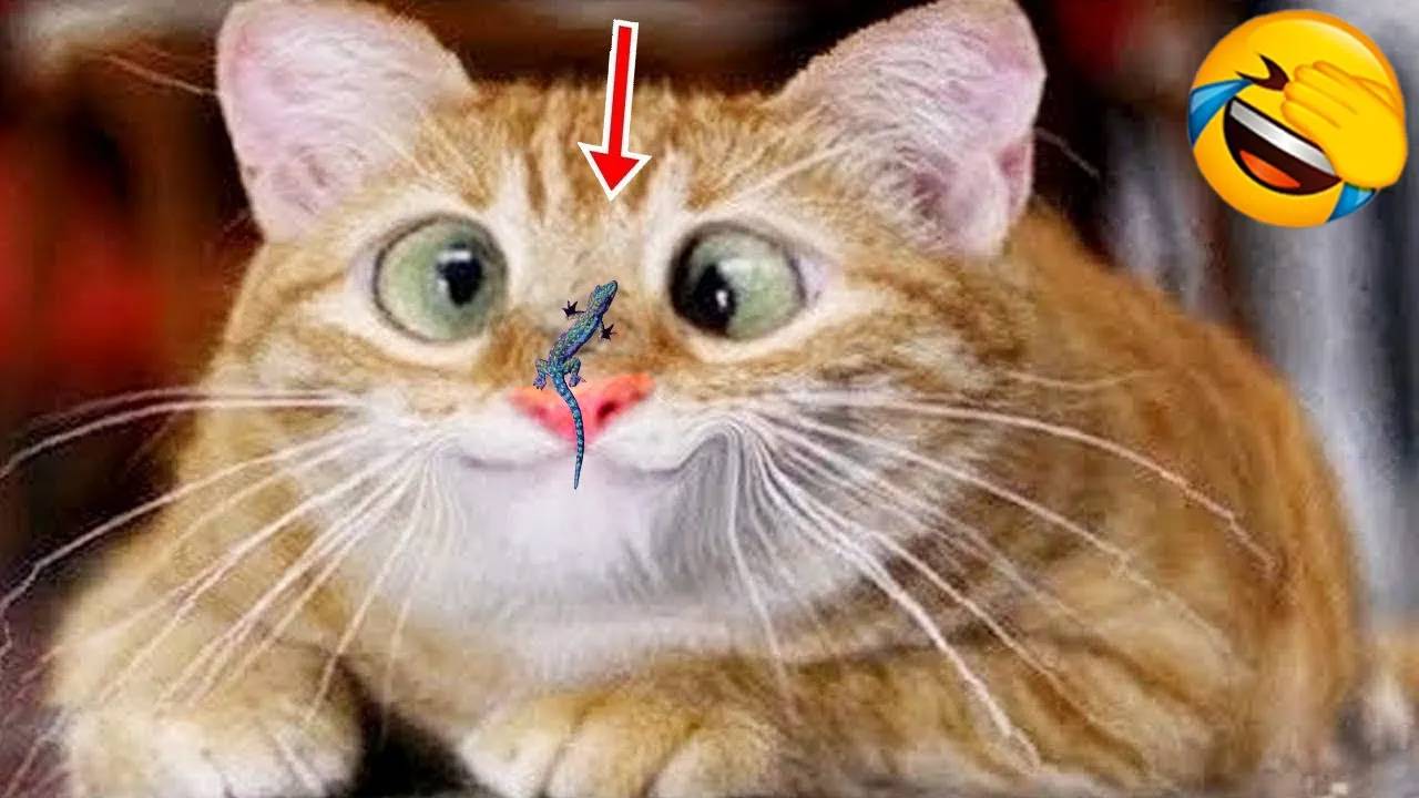 Самые смешные животные 😂 Приколы с котами и собаками 2025 😺🐶 Часть 14