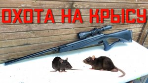 ОХОТА НА КРЫСУ из пневматики Crosman Benjamin Trail
