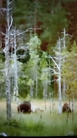 Схватка Медведей с Волками😯#Shorts