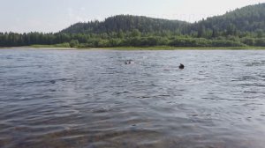 Вишера. Купание (4К)
