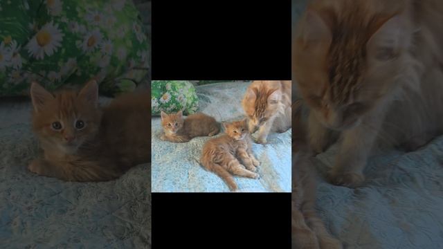 Кошечка Мейн Кун - золотое счастье!