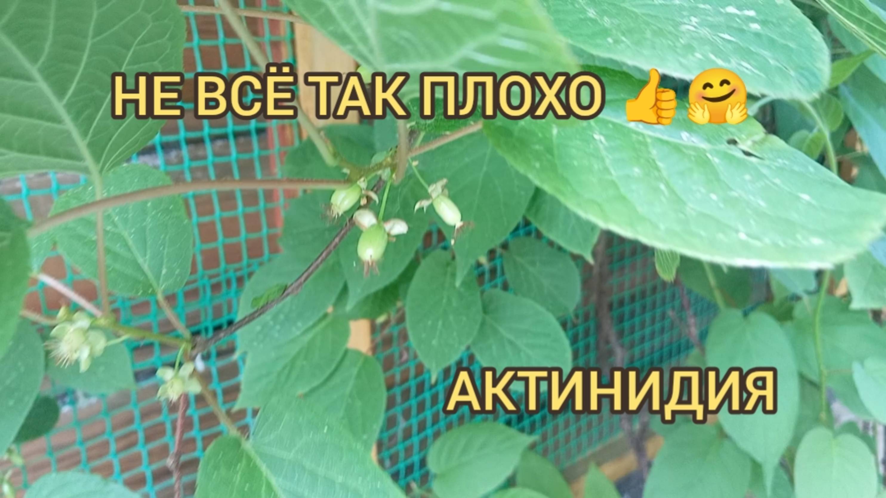НЕ ВСЕ ТАК ПЛОХО/ АКТИНИДИЯ.