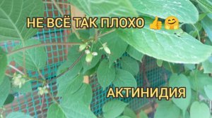 НЕ ВСЕ ТАК ПЛОХО/ АКТИНИДИЯ.