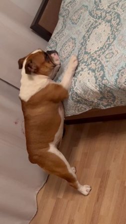 Милота