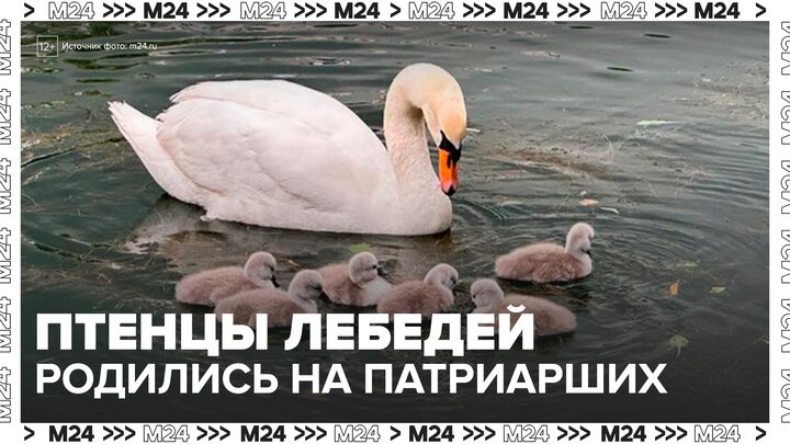 Пять птенцов родились у пары лебедей на Патриарших прудах - Москва 24