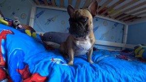 Ваша собака целует вас? #французскийбульдог #собака #собакаприколы #бульдоги #особаках