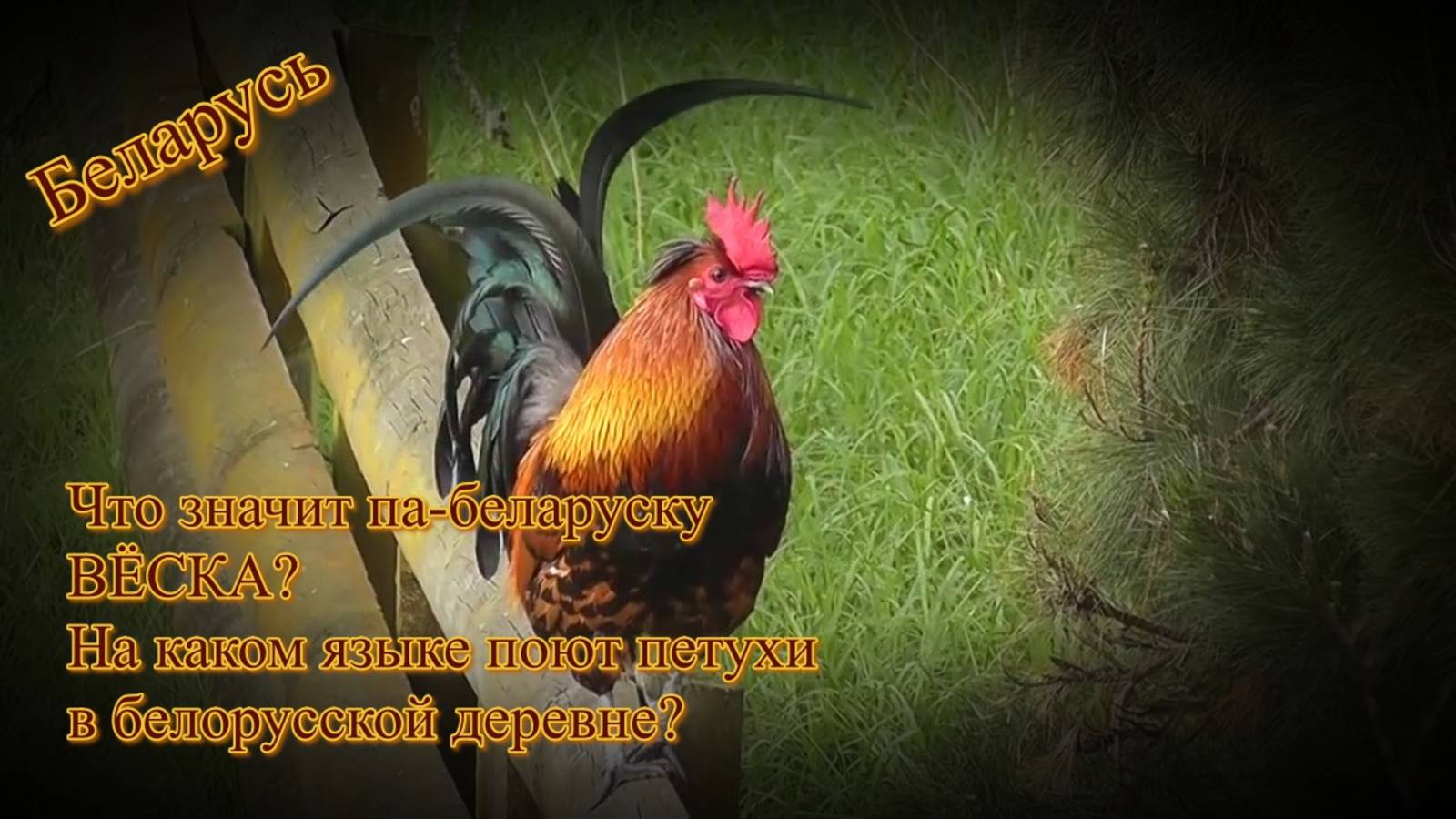 Беларусь. Что значит па-беларуску "вёска" и на каком языке поют петухи в белорусской деревне