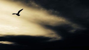 Максим Горький - Песня о Буревестнике (Читает Абрам Аркадьевич Петросян)