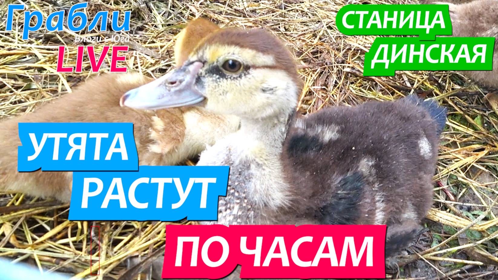 938 серия 18 .06.25  Дождь льет , утята растут / Жизнь в станице Динская после переезда на Юг