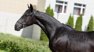 Картография, орловская рысистая кобыла 2024 г.р.