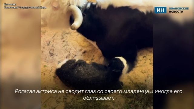 Самка яка родила на ивановский гастролях
