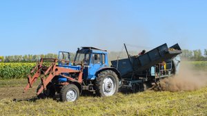 Уборка картофеля. Трактор МТЗ-82, комбайн ANNA Z644 и ГАЗ-53.
