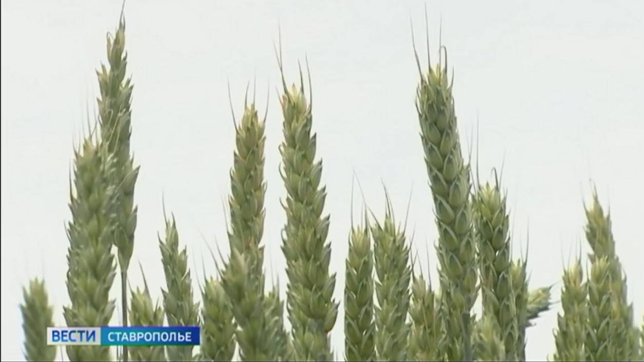 Синоптики прогнозируют неизбежность летней засухи на Ставрополье