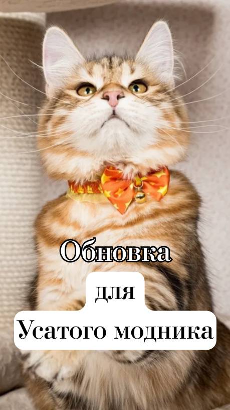 🎀 Подчеркните стиль вашего питомца!