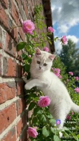 Озорные котята.  Shorts