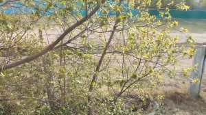 14 мая в Шаралдае  . 2025