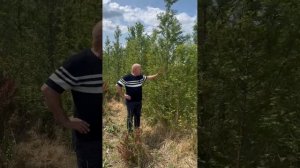 метасеквойя крупномеры