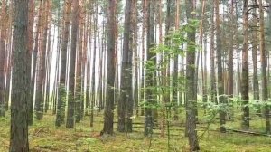 Тайга. Музыка Сергея Чекалина