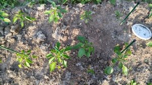 VID_20250618_185810.mp4