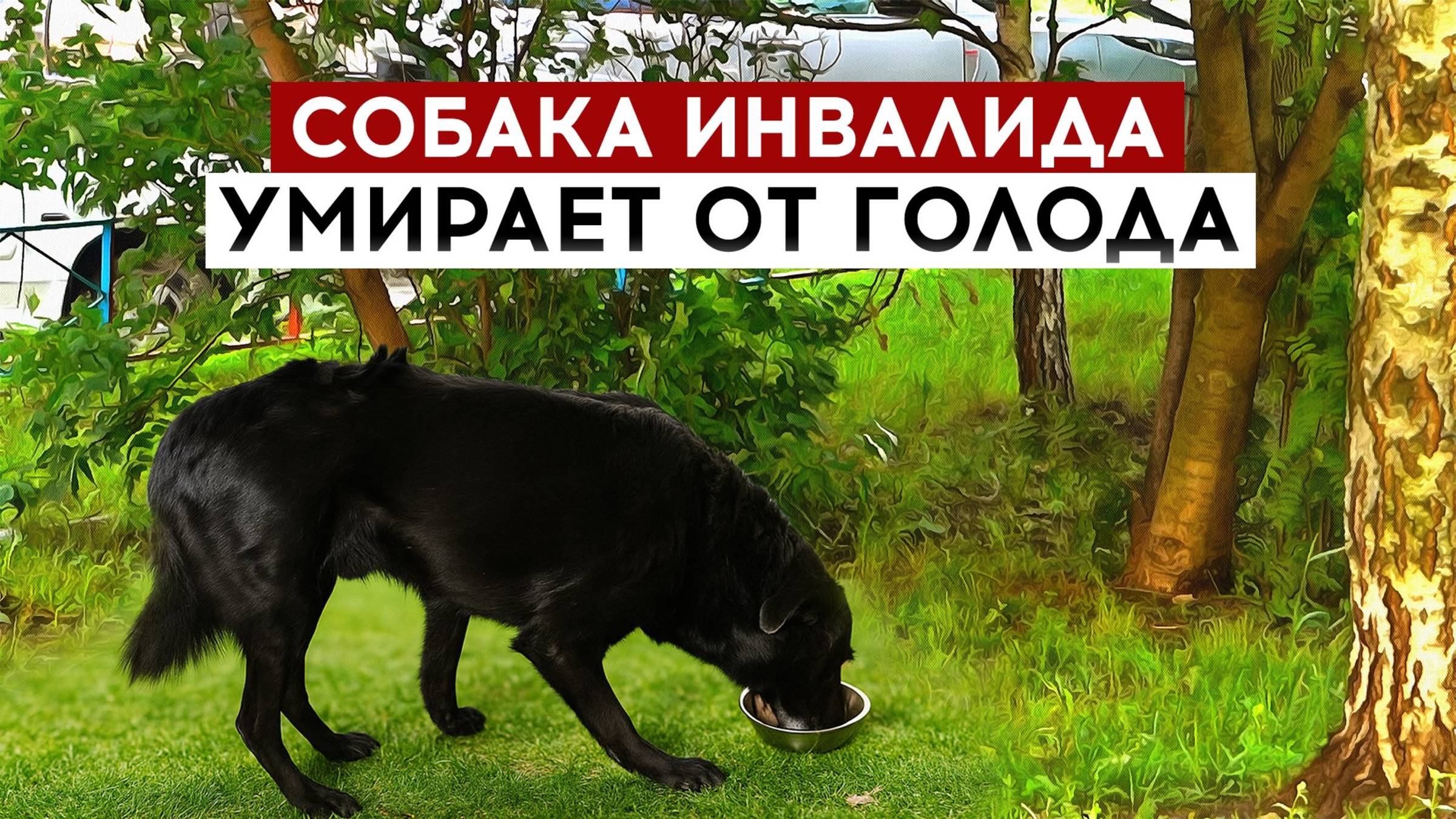 Собака инвалида умирает от голода