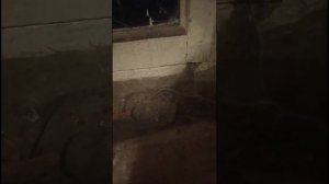 Летучая мышь в городе