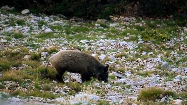 🐗 Кабаны
