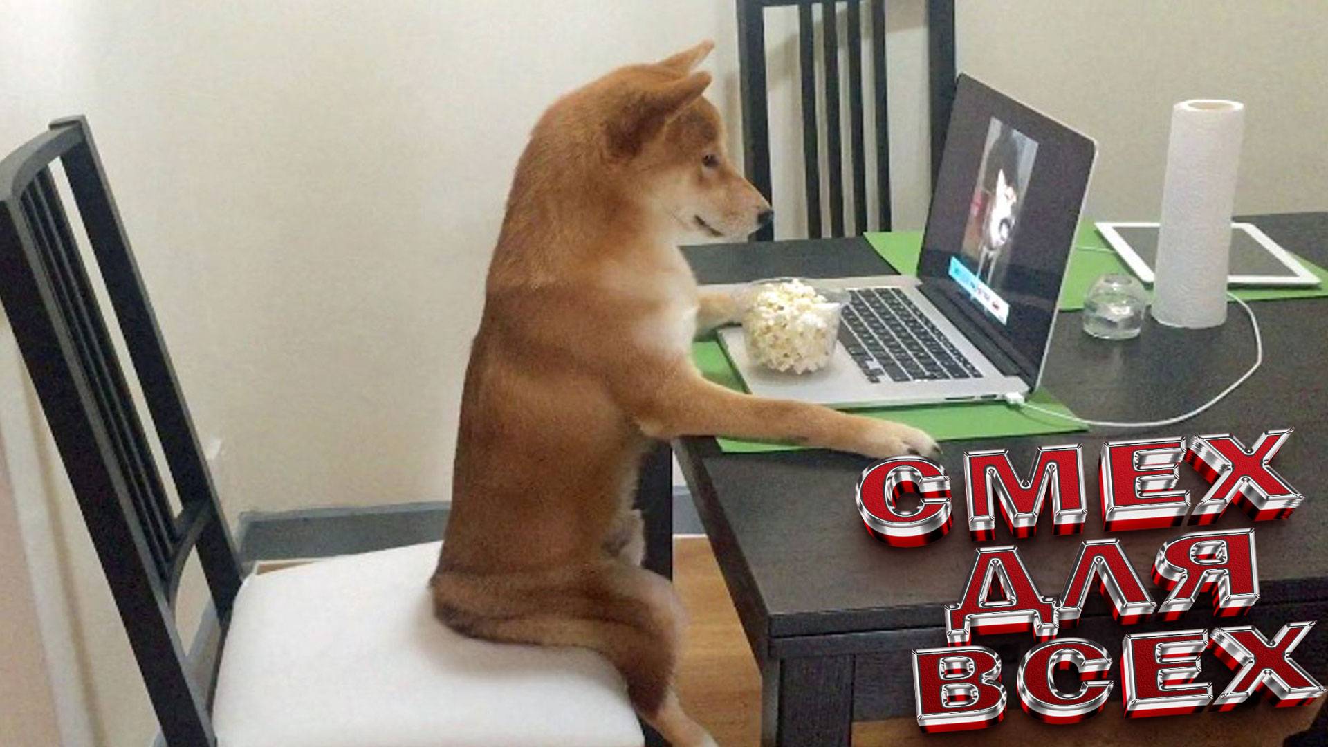 уникальные и смешные видео с милыми животными 🦦🐱🦔🥰 СМЕШНЫЕ ВИДЕОПРИКОЛЫ С ХВОСТАТЫМИ