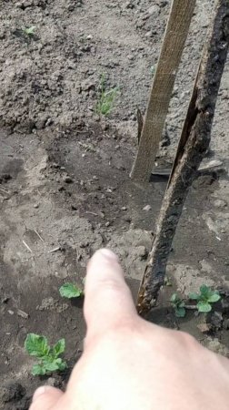 Огород на Нашей Даче - Картофель