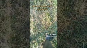 Решил посадить картошку на заброшенной даче 11.06.25. часть 7. Сломал косилку. #сад #дача #картошка