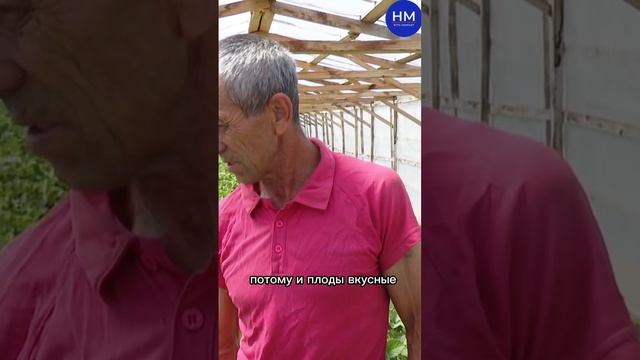 Секреты богатого урожая клубники от мамадышского умельца: от 36 саженцев до двух теплиц