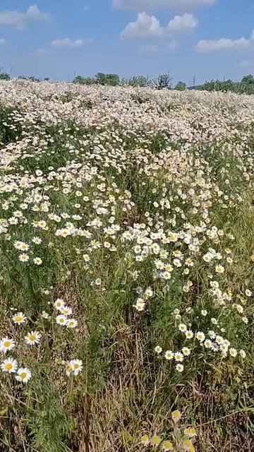 Лето смотреть онлайн