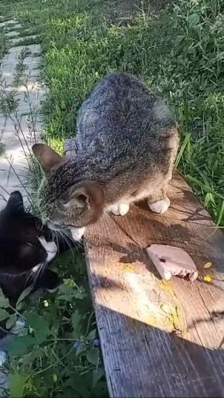 Кот Тигра уплетает колбасу
