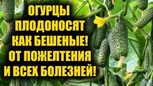 ✨ Простой рецепт для огурцов 🥒 Зелёные, сочные, без пятен – мой проверенный способ!