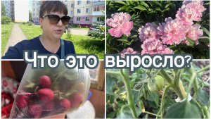 Первый помидор. Невыносимая жара в Сибири. Вкусный салат.