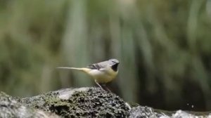 Утренний птичий хор: Звуки для релаксации Часть 24