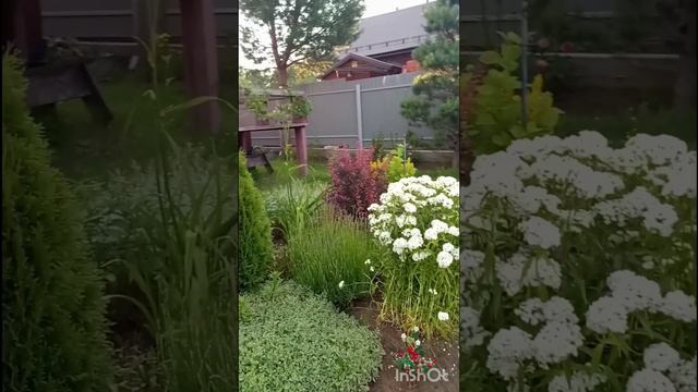 Новости с сада.Обзор.Клубника радует🔥🍓🍓🍓#сад#ягоды#загороднаяжизнь