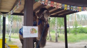 верблюд, какой же он огромный