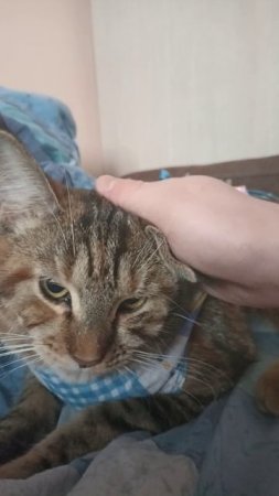 НЕДОВОЛЬНАЯ