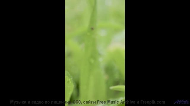 Эта композиция лечит болезни - фантастика становится реальностью! - Funky Boss (ID 1648) -- Lobo Loc