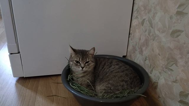 Барса любит принимать воздушные фито ванны