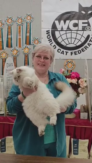 Монопрподное шоу сибирских кошек на международной выставке "Кубок Dennis" 24-25 мая 2025