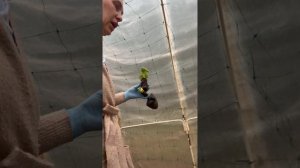 Самая легкая и быстрая высадка огурцов.